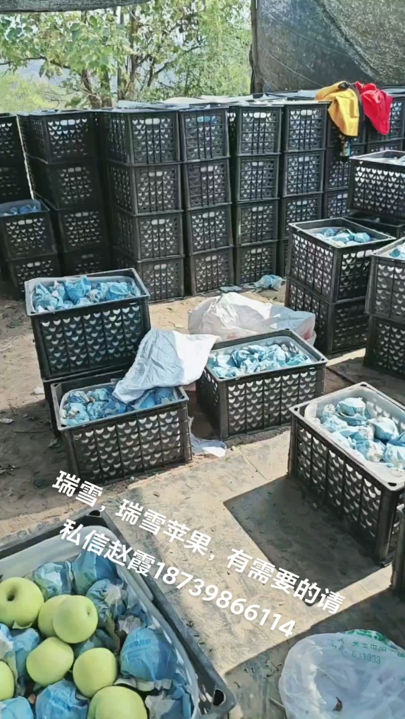 高原上瑞雪苹果，货源充足，果面细腻，果肉脆甜爽口，直甜