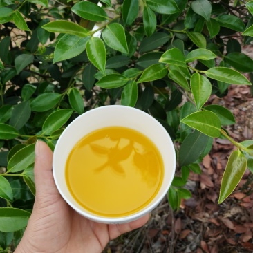 湖北山茶油