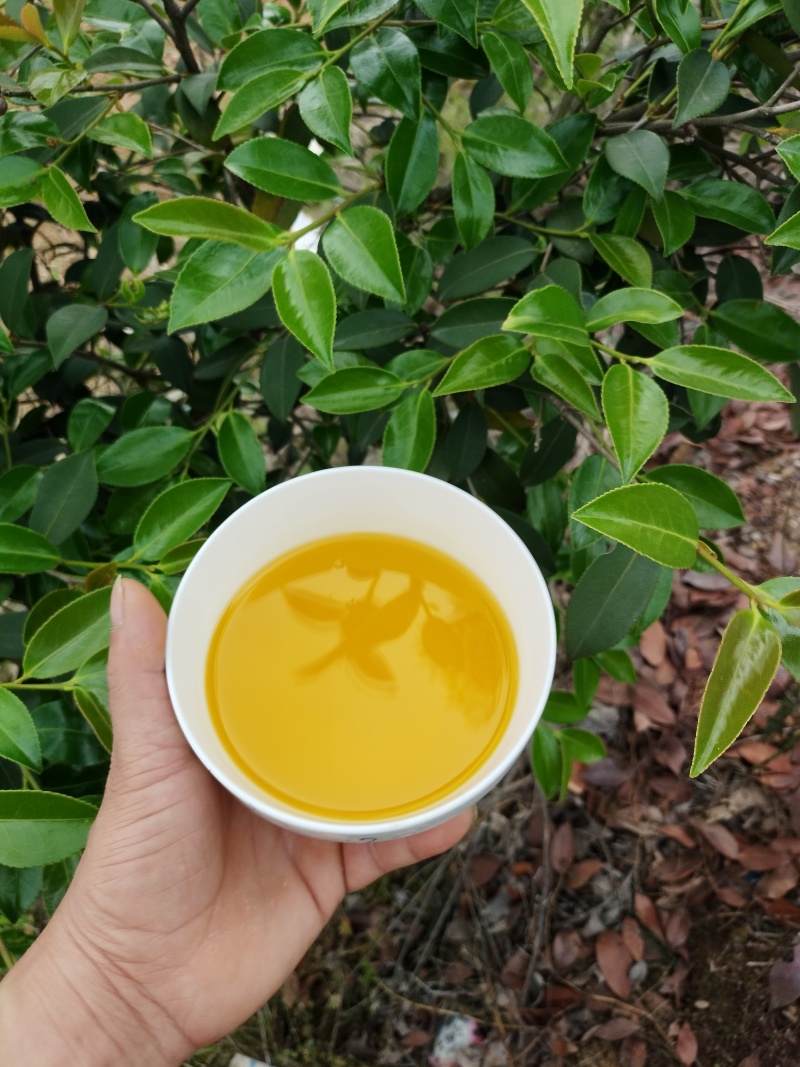 湖北山茶油