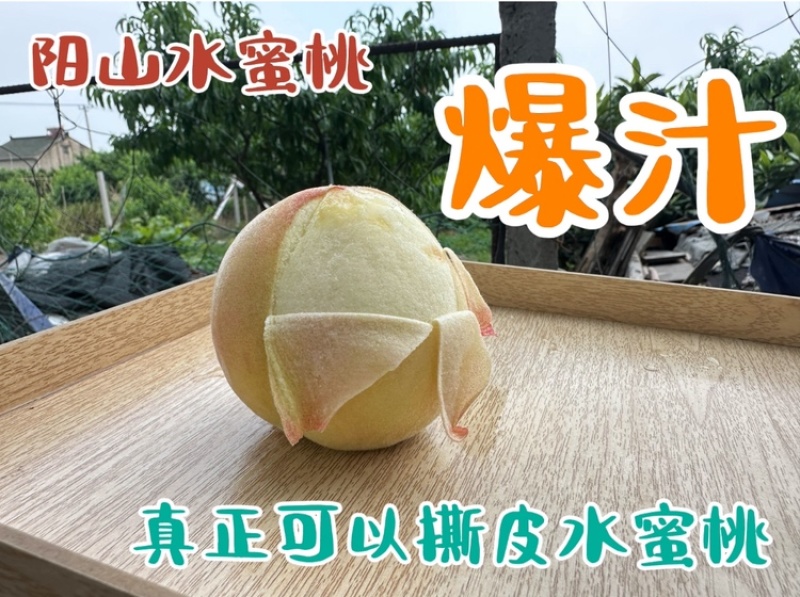 阳山水蜜桃，甘甜可口多汁欢迎商超批发商选购，2026预售