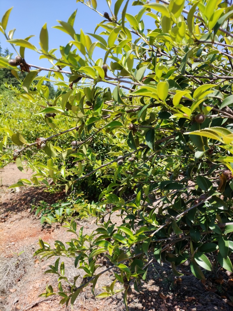 湖北山茶油