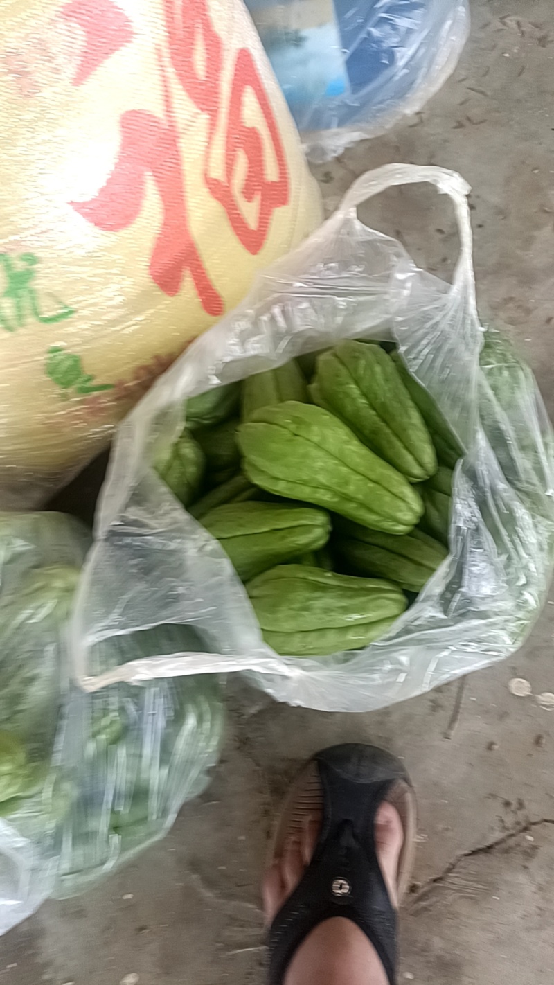 云南佛手瓜