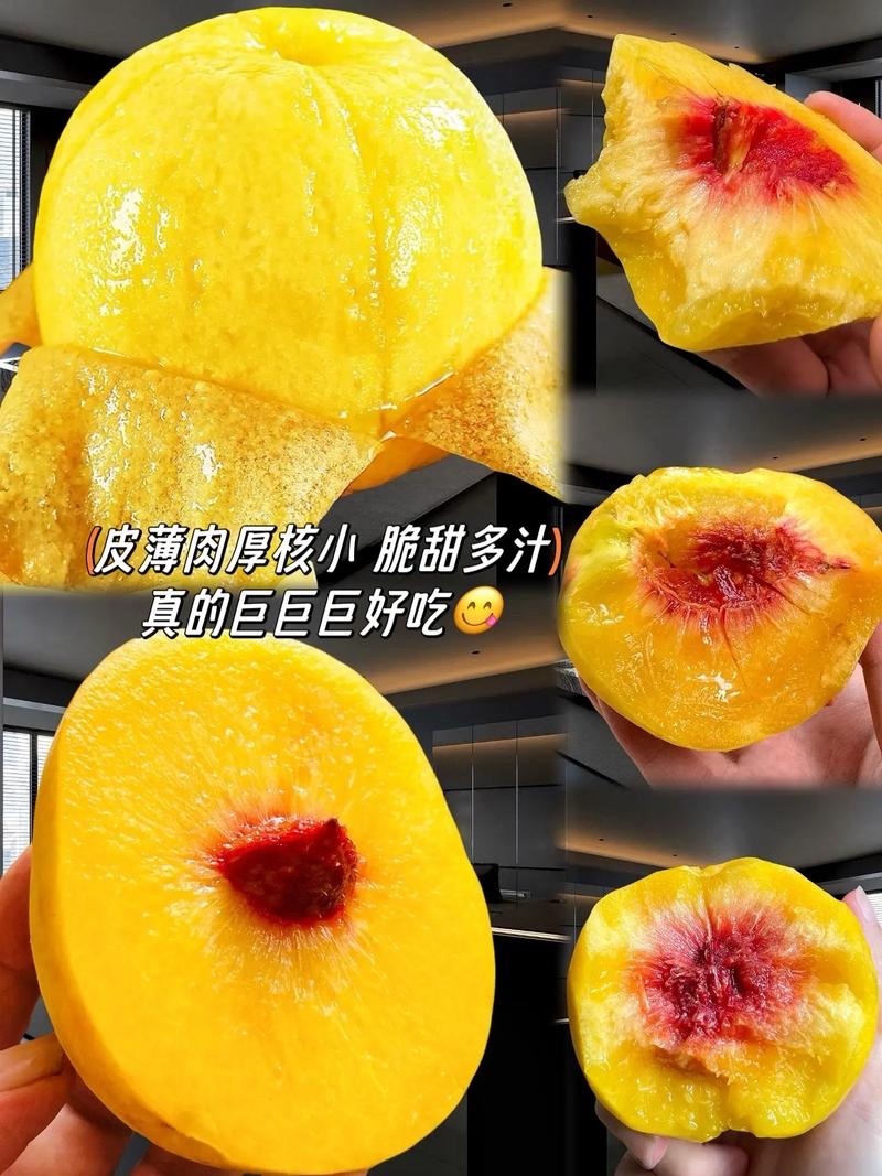 湖北襄阳黄桃大吨位供货品质高！