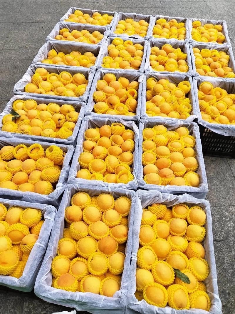 湖北襄阳黄桃大吨位供货品质高！