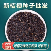 桔梗种子/亳州发货/发芽率高/提供技术指导/全国供应批发