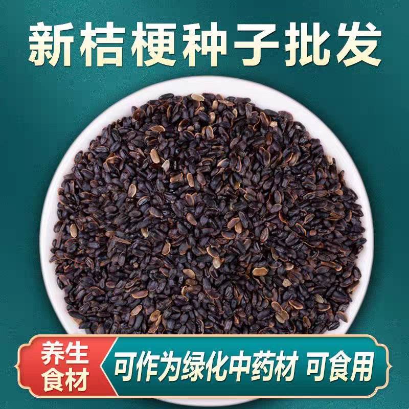 桔梗种子/亳州发货/发芽率高/提供技术指导/全国供应批发