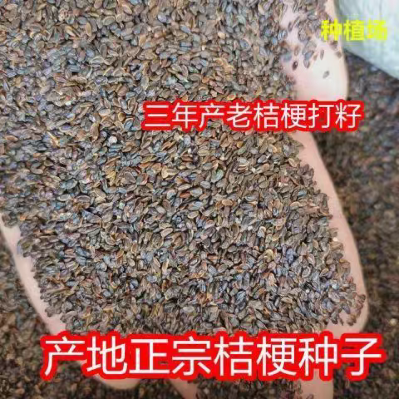 桔梗种子/亳州发货/发芽率高/提供技术指导/全国供应批发