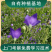桔梗种子/亳州发货/发芽率高/提供技术指导/全国供应批发