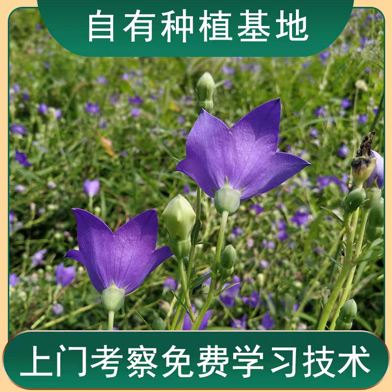 桔梗种子/亳州发货/发芽率高/提供技术指导/全国供应批发