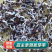 桔梗种子/亳州发货/发芽率高/提供技术指导/全国供应批发