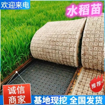 水稻苗沈稻8号产地现挖现发辽宁省灯塔市振春种植农场