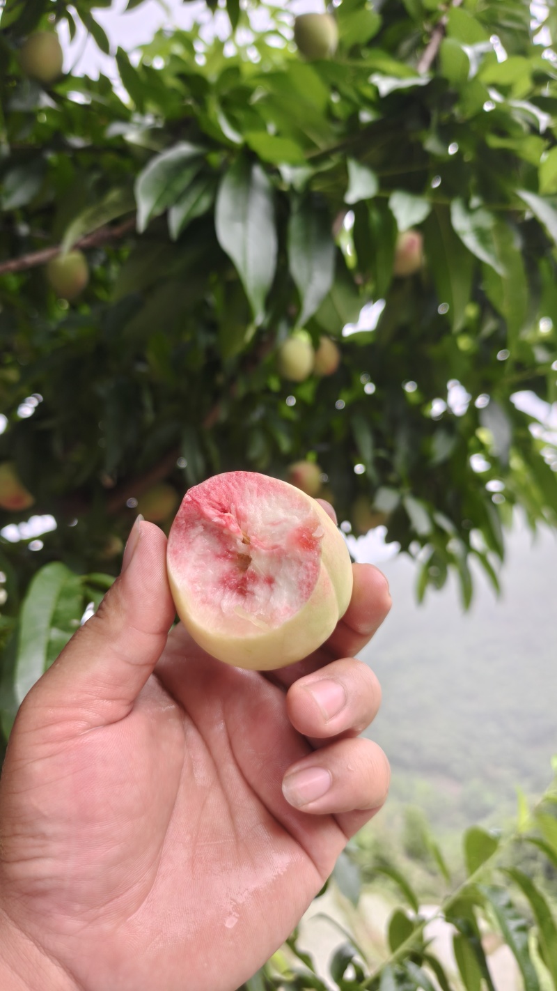 毛桃脱骨桃