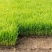 水稻苗沈稻8号产地现挖现发辽宁省灯塔市振春种植农场