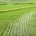 水稻苗沈稻8号产地现挖现发辽宁省灯塔市振春种植农场