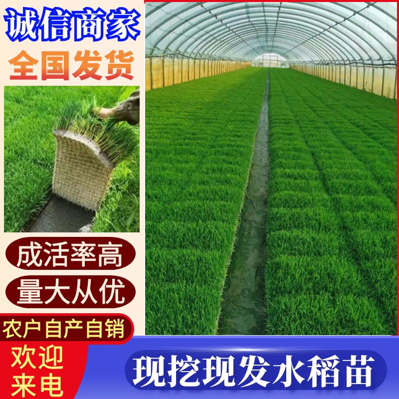 水稻苗/一盘2500株/现挖现发/成活率高产量高根系发达