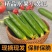 【精选推荐】山东寿光水果黄瓜荷兰小黄瓜青瓜高品质现摘现发