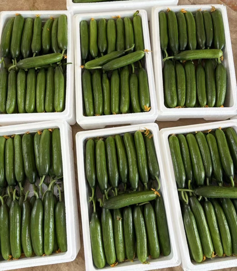 【精选推荐】山东寿光水果黄瓜荷兰小黄瓜青瓜高品质现摘现发