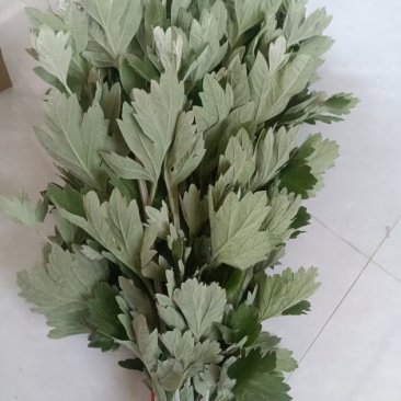 艾草新鲜端午节挂门驱蚊虫野生正宗艾草整棵带杆现割洗澡泡脚