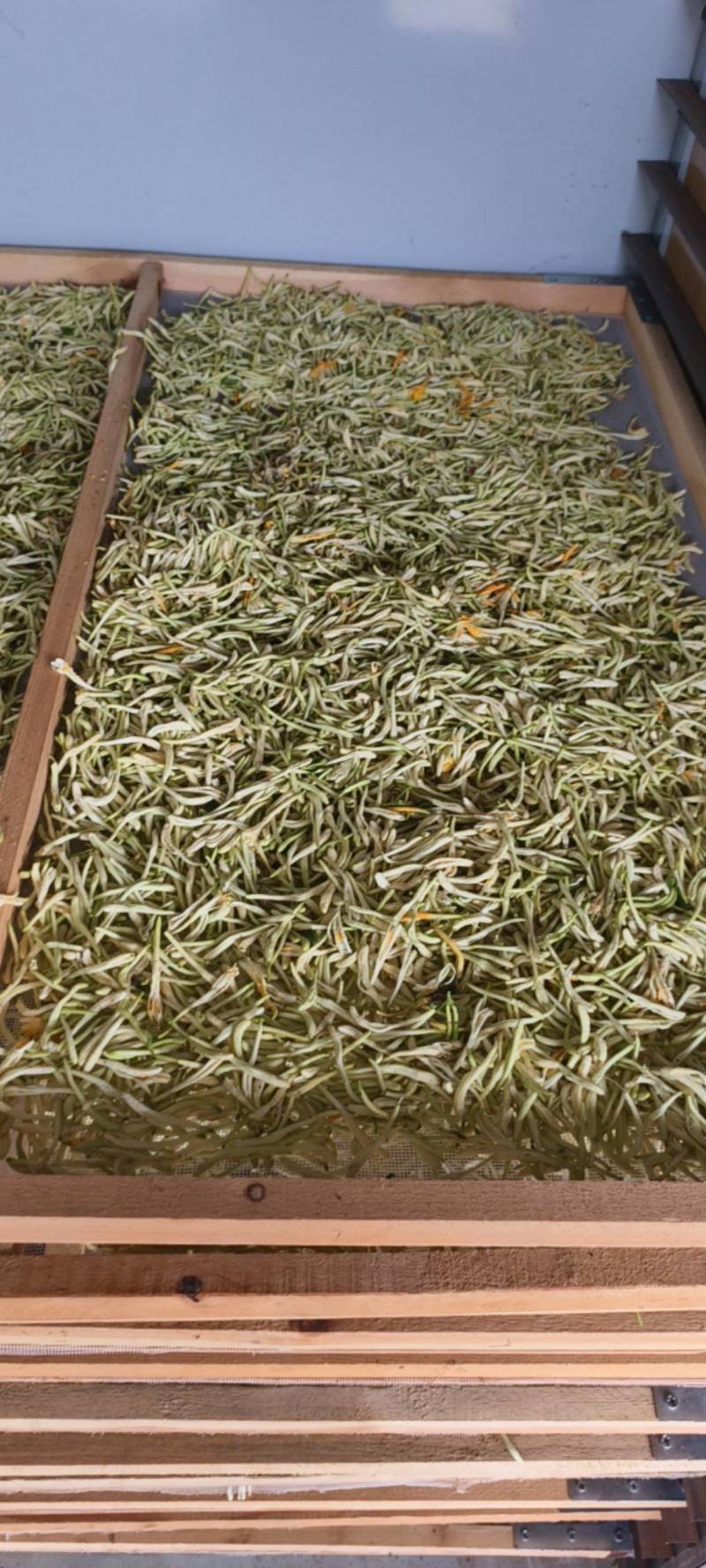 金银花自种自烘***金银花人工采摘自然烘干量大质优