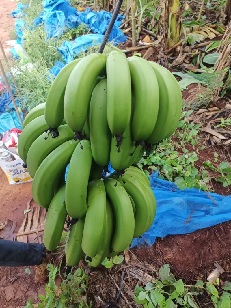 广东湛江香蕉巴西蕉物美价廉大量上市品质保障欢迎联系