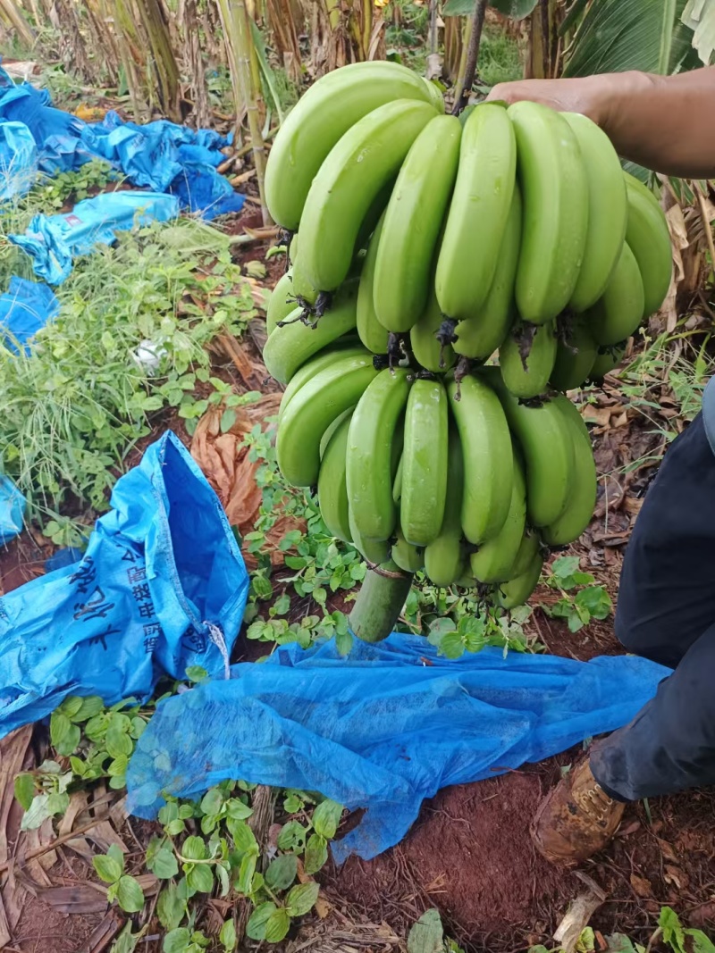 广东湛江香蕉巴西蕉物美价廉大量上市品质保障欢迎联系