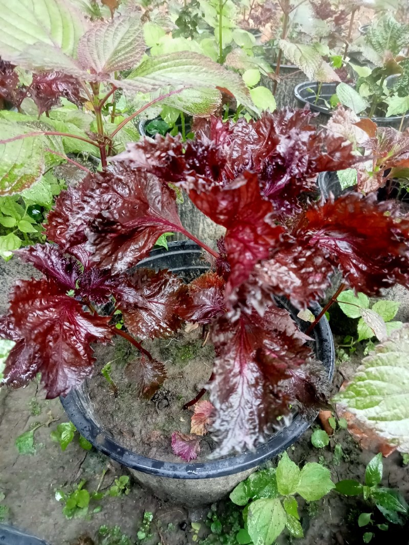 紫苏盆栽,专业种植自产自销欢迎选购