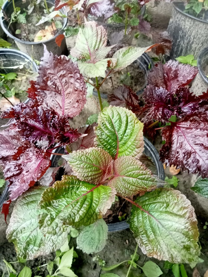 紫苏盆栽,专业种植自产自销欢迎选购