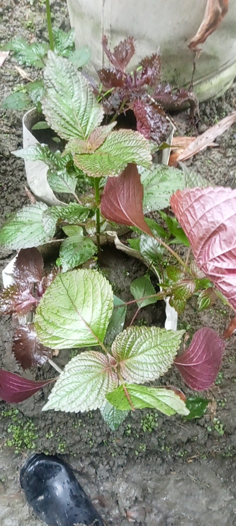 紫苏盆栽,专业种植自产自销欢迎选购