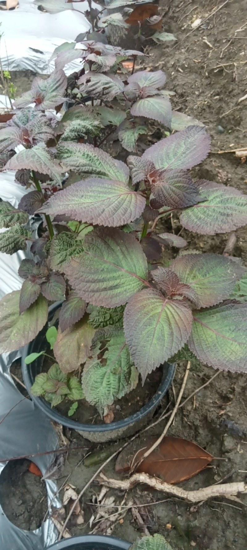 紫苏盆栽,专业种植自产自销欢迎选购