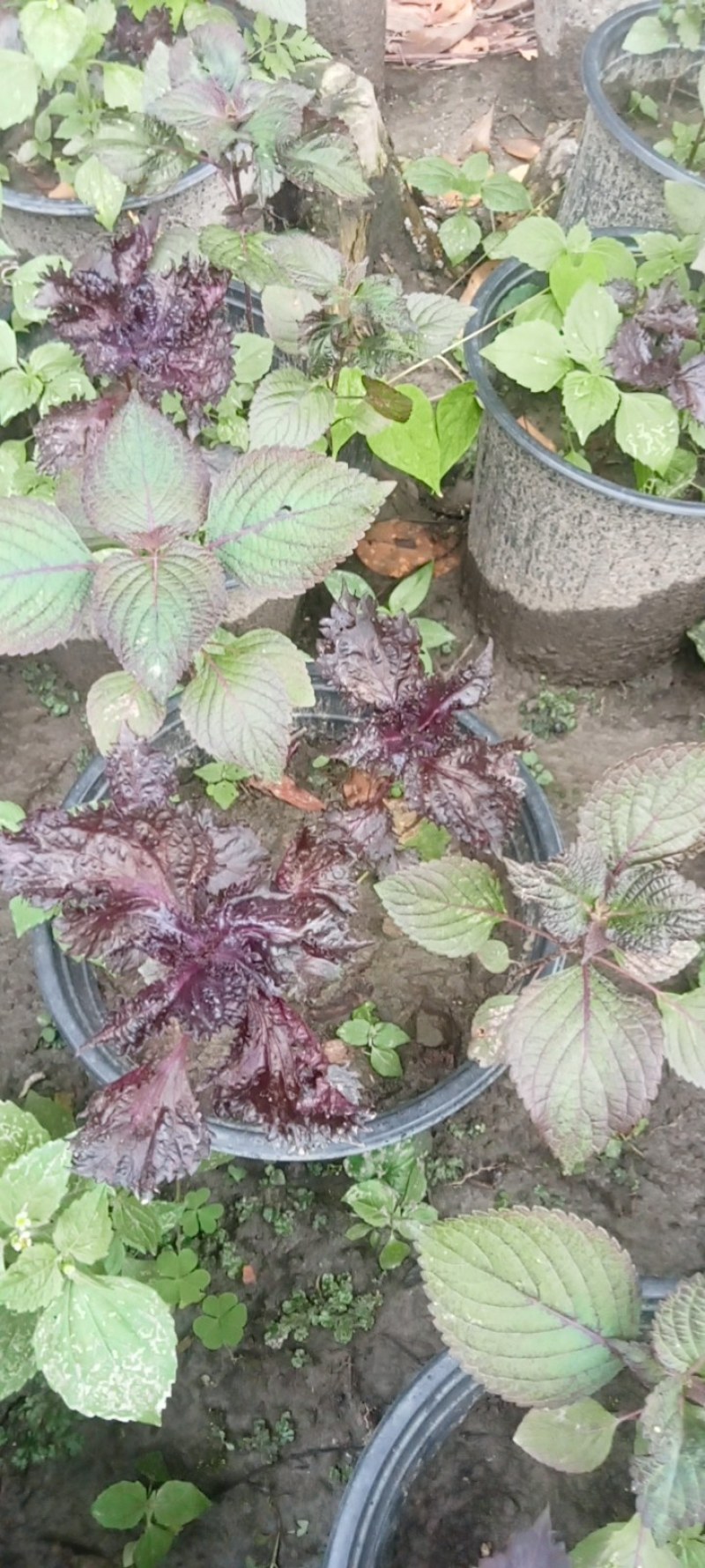 紫苏盆栽,专业种植自产自销欢迎选购