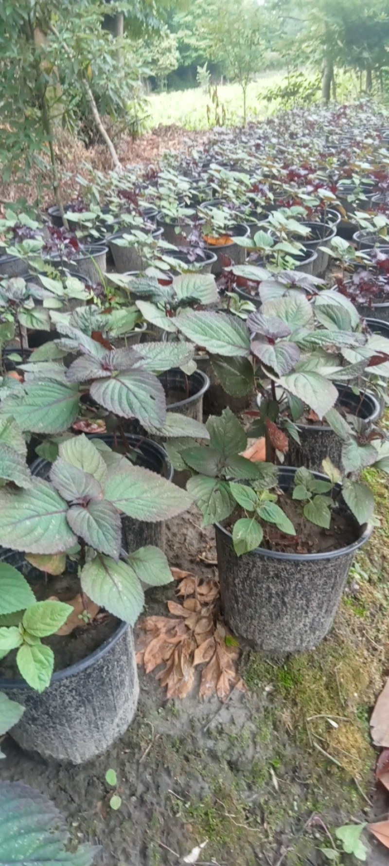 紫苏盆栽,专业种植自产自销欢迎选购