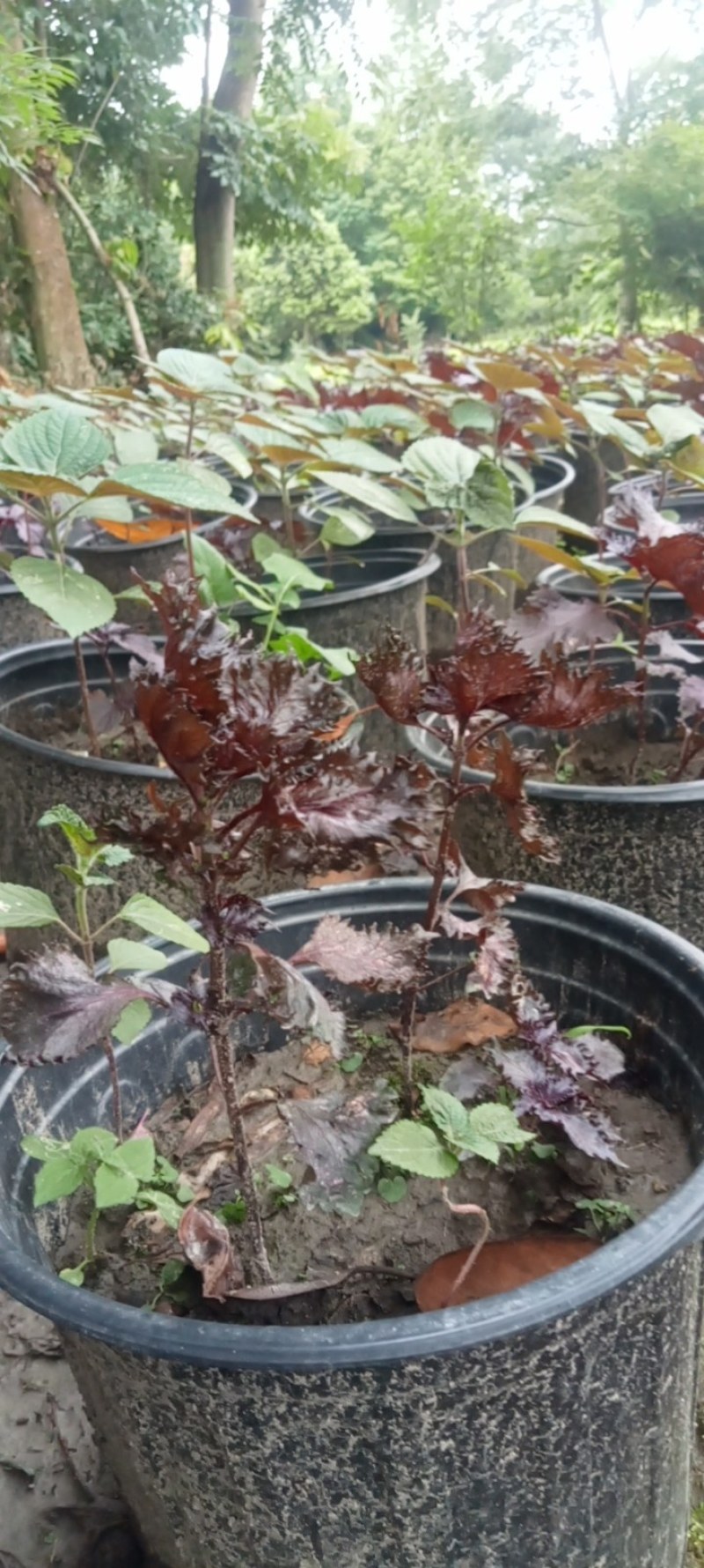 紫苏盆栽,专业种植自产自销欢迎选购