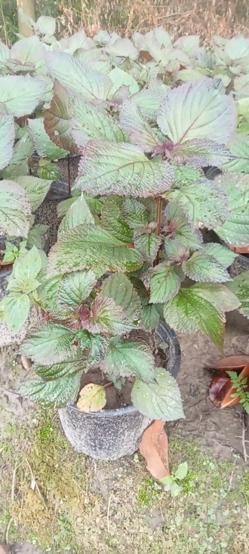 紫苏盆栽,专业种植自产自销欢迎选购