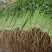 【每日推荐】山东精品香芹产地直发品质保障量大从优可视频