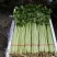 【每日推荐】山东精品香芹产地直发品质保障量大从优可视频