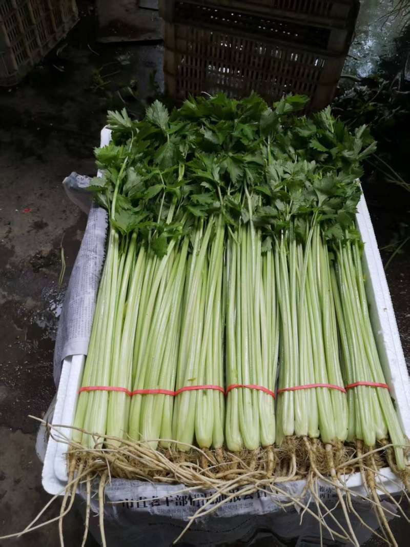 【每日推荐】山东精品香芹产地直发品质保障量大从优可视频