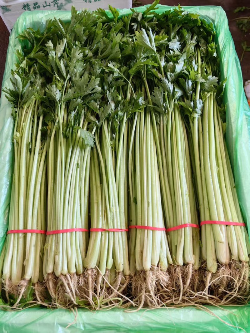 【每日推荐】山东精品香芹产地直发品质保障量大从优可视频
