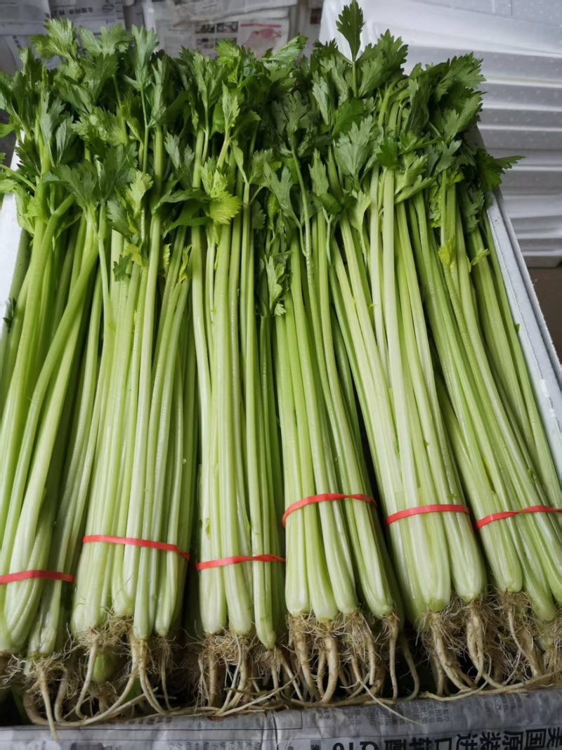 【每日推荐】山东精品香芹产地直发品质保障量大从优可视频