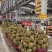 金枕榴莲基地直发大量现货保质保量坏果包赔包售后