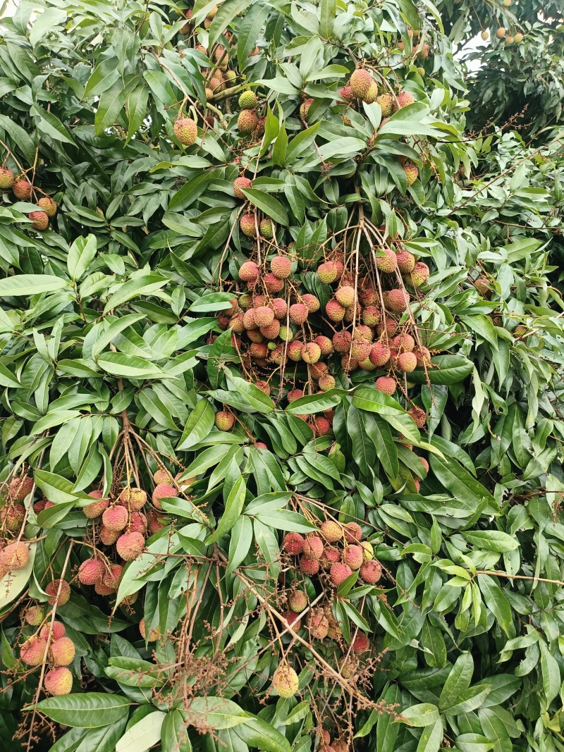 广西钦州浦北县白石水镇妃子笑，整车配发，一件代发