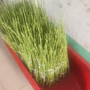 黄金蜜7号桃苗早熟脆甜丰产