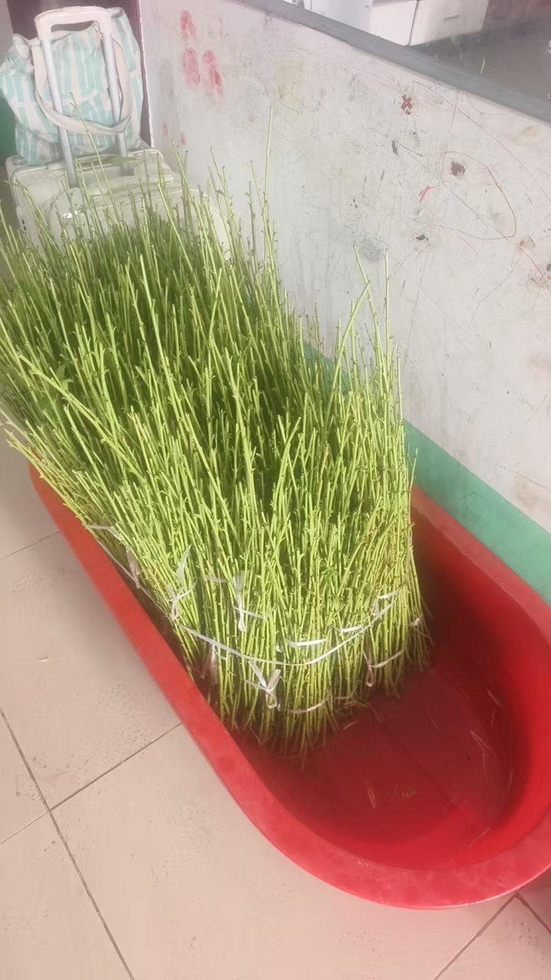 黄金蜜7号桃苗早熟脆甜丰产