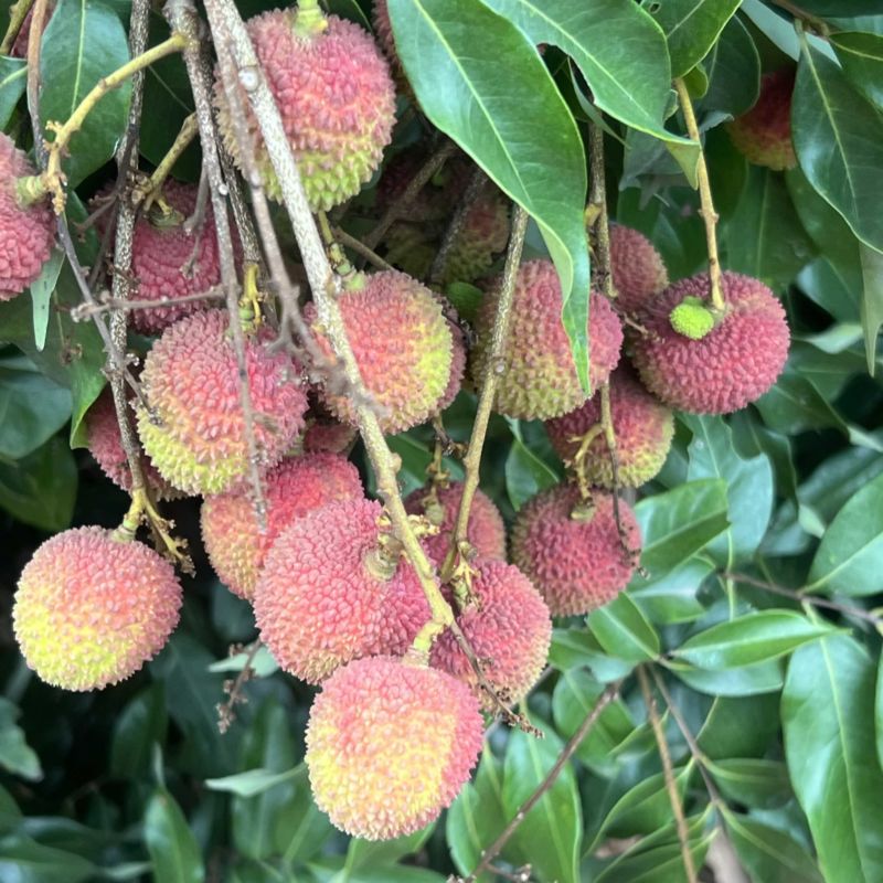 灵山妃子笑大量上市