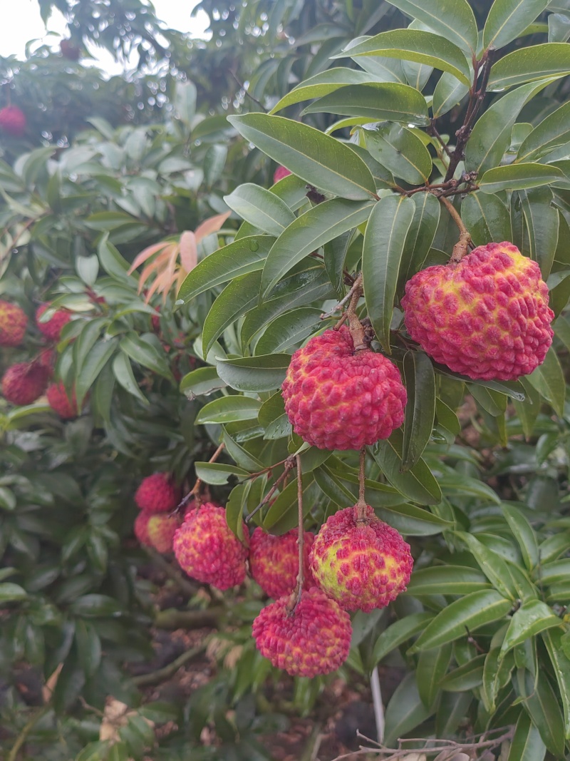 荔枝