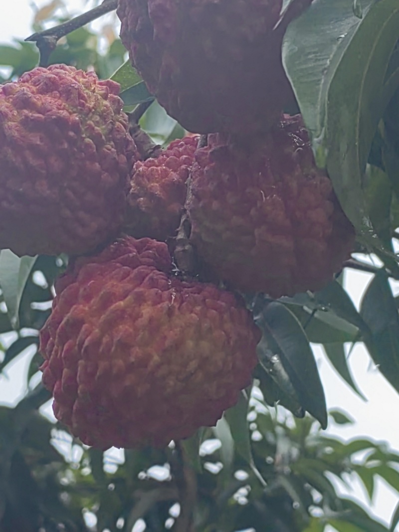 荔枝