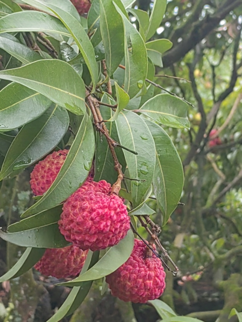 荔枝