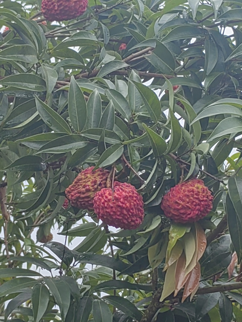 荔枝