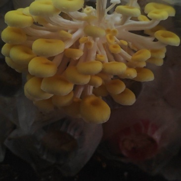 黄金菇（榆黄蘑）