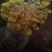 黄金菇（榆黄蘑）