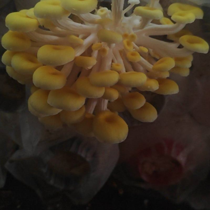 黄金菇（榆黄蘑）